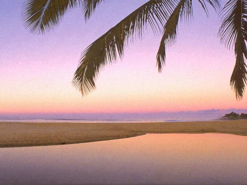 Palm Fronds over Beach — Purple