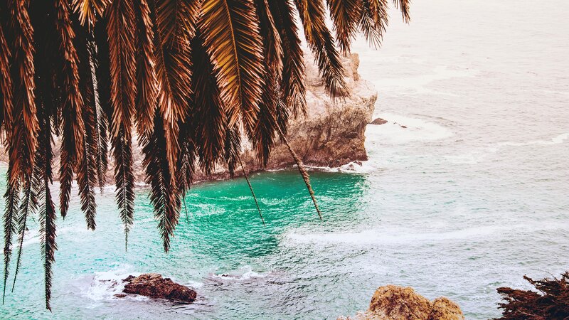 Palm Fronds over Ocean — Green, Serene