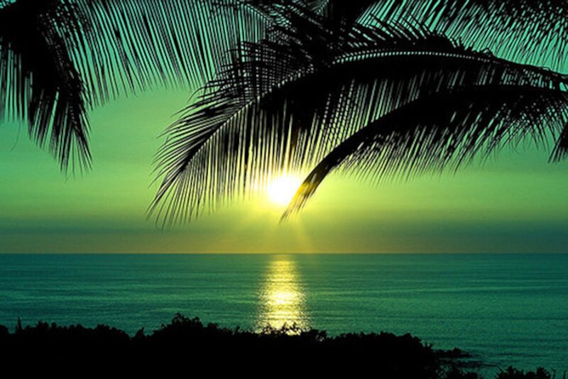 Palm Fronds over Ocean — Green