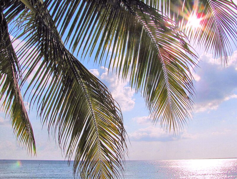 Palm Fronds over Ocean