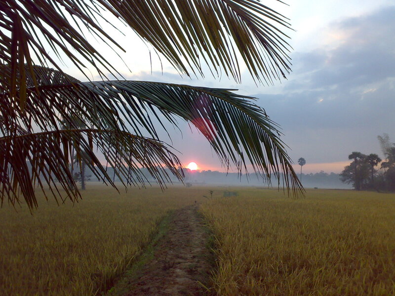 Palm Fronds over Rice Field