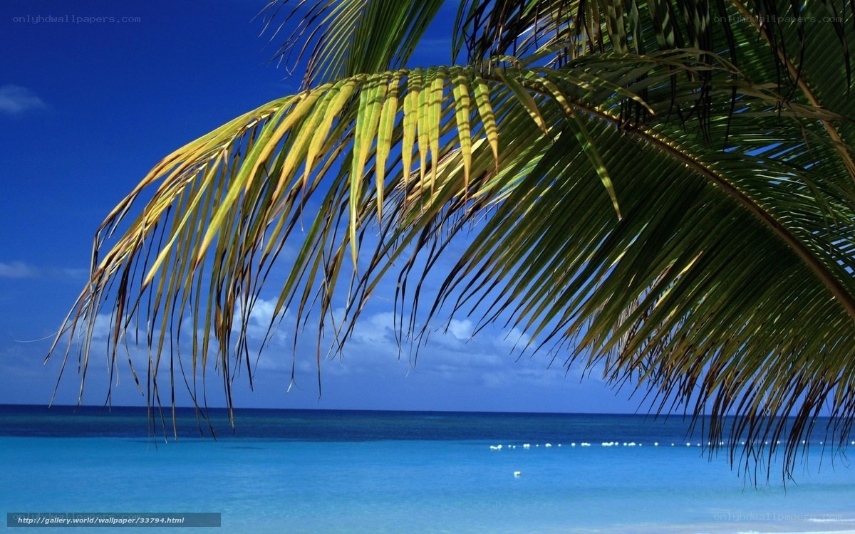 Palm fronds over tropical beach