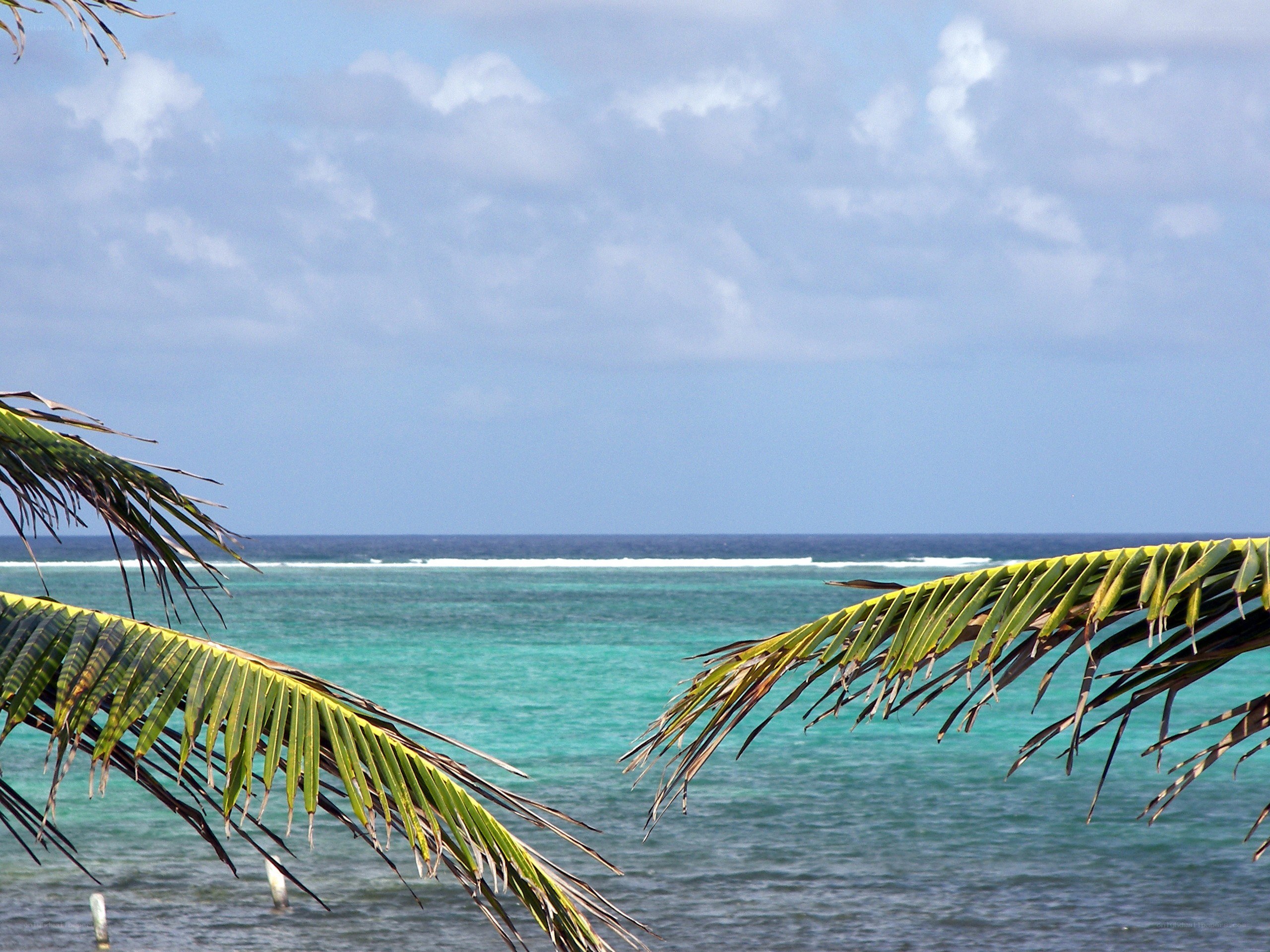 Palm fronds over turquoise ocean