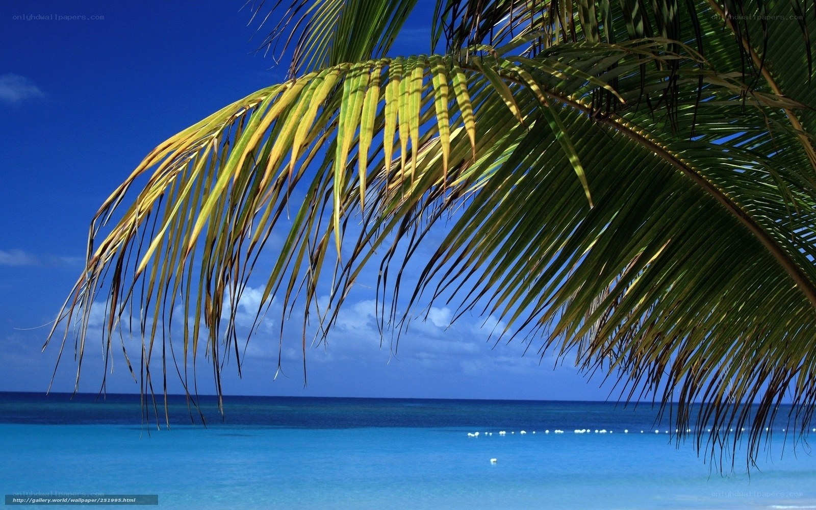 Palm fronds over turquoise sea