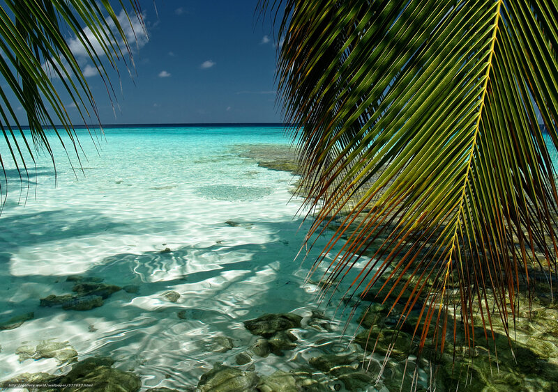 Palm Fronds over Turquoise Water — Blue