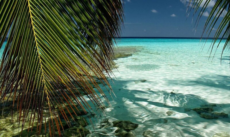 Palm Fronds over Turquoise Water