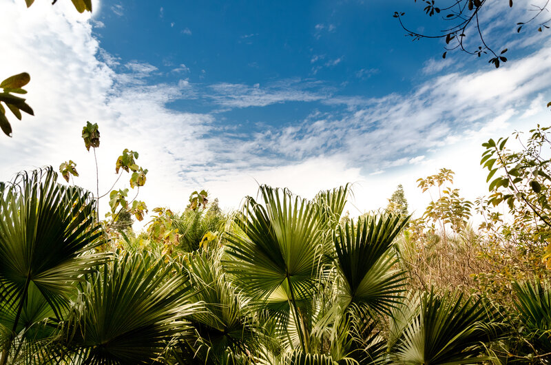 Palm Fronds under Sky