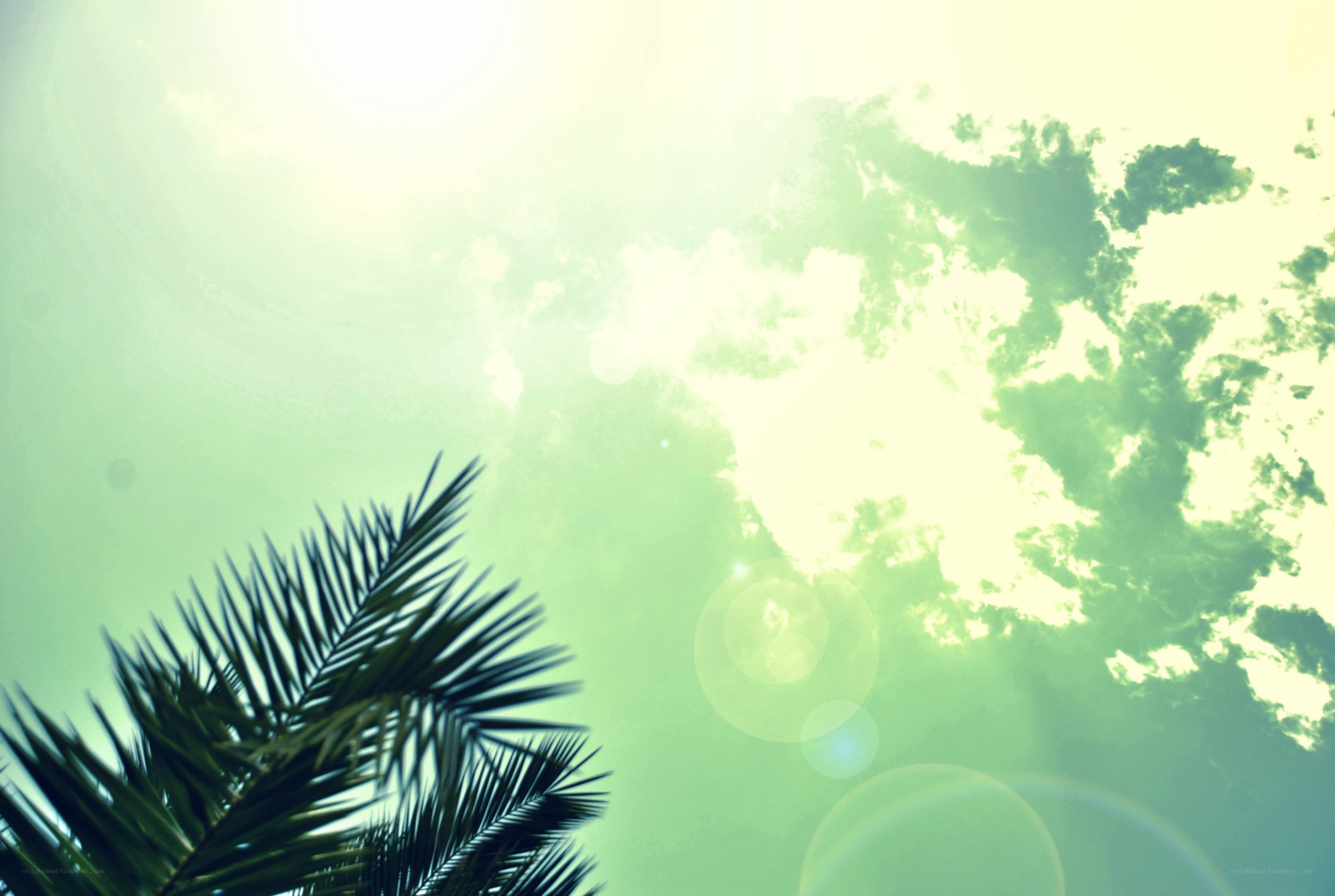 Palm fronds under sunny sky