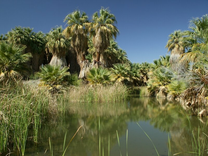 Palm grove by a calm pond