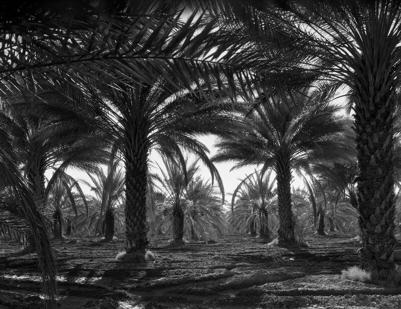 Palm grove in black and white