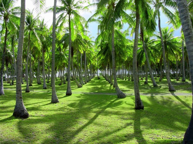 Palm grove on a sunny day