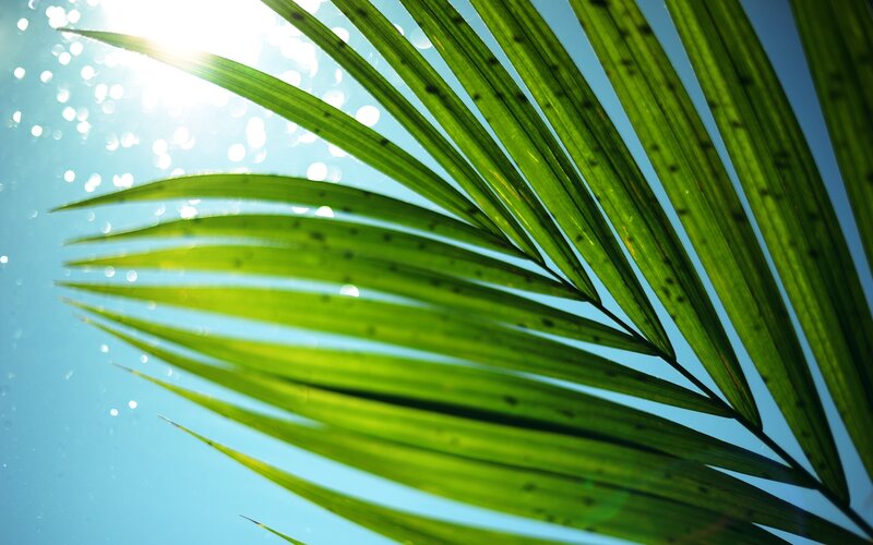 Palm Leaf Against Sky