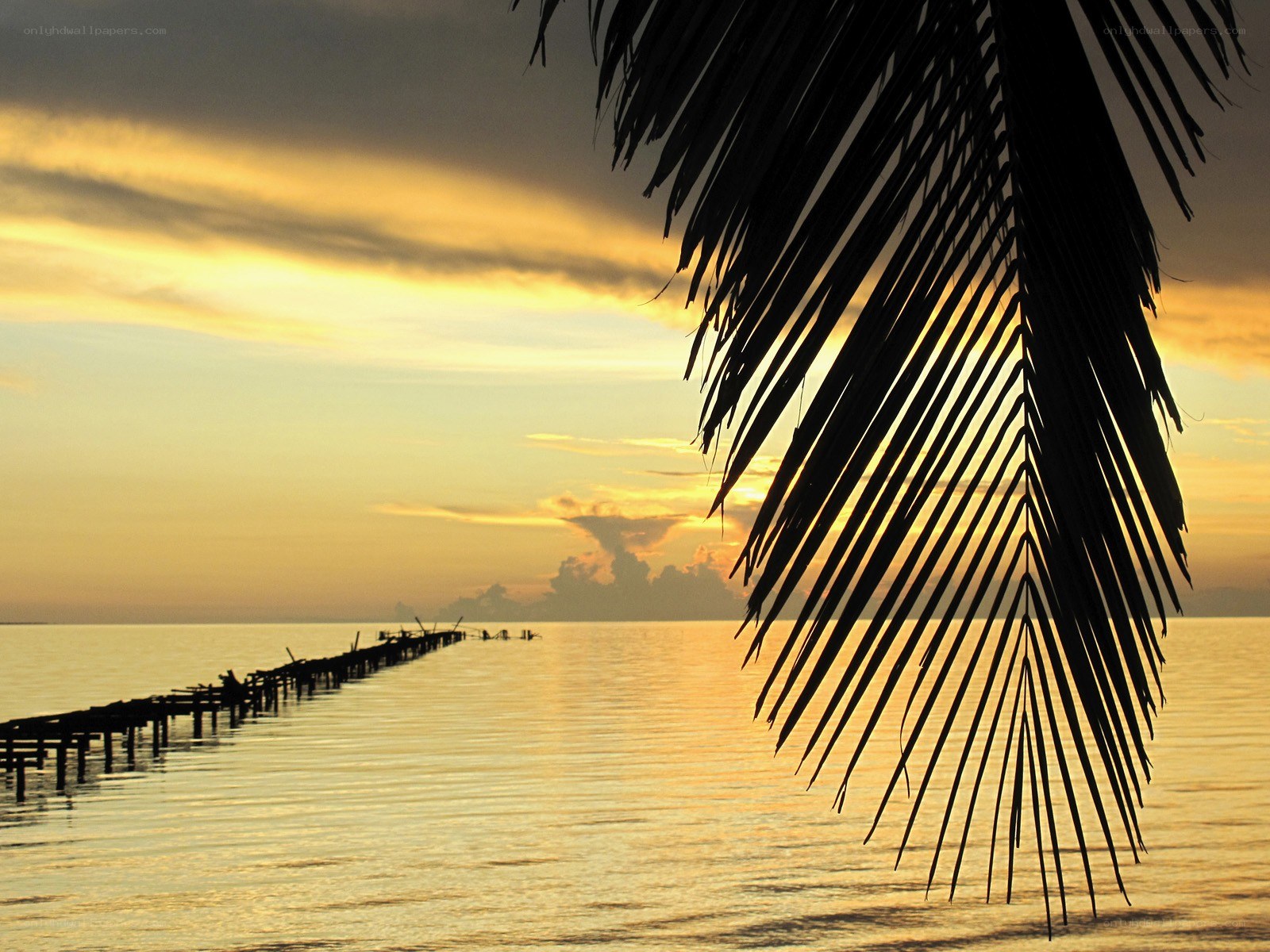Palm leaf at sunset over water