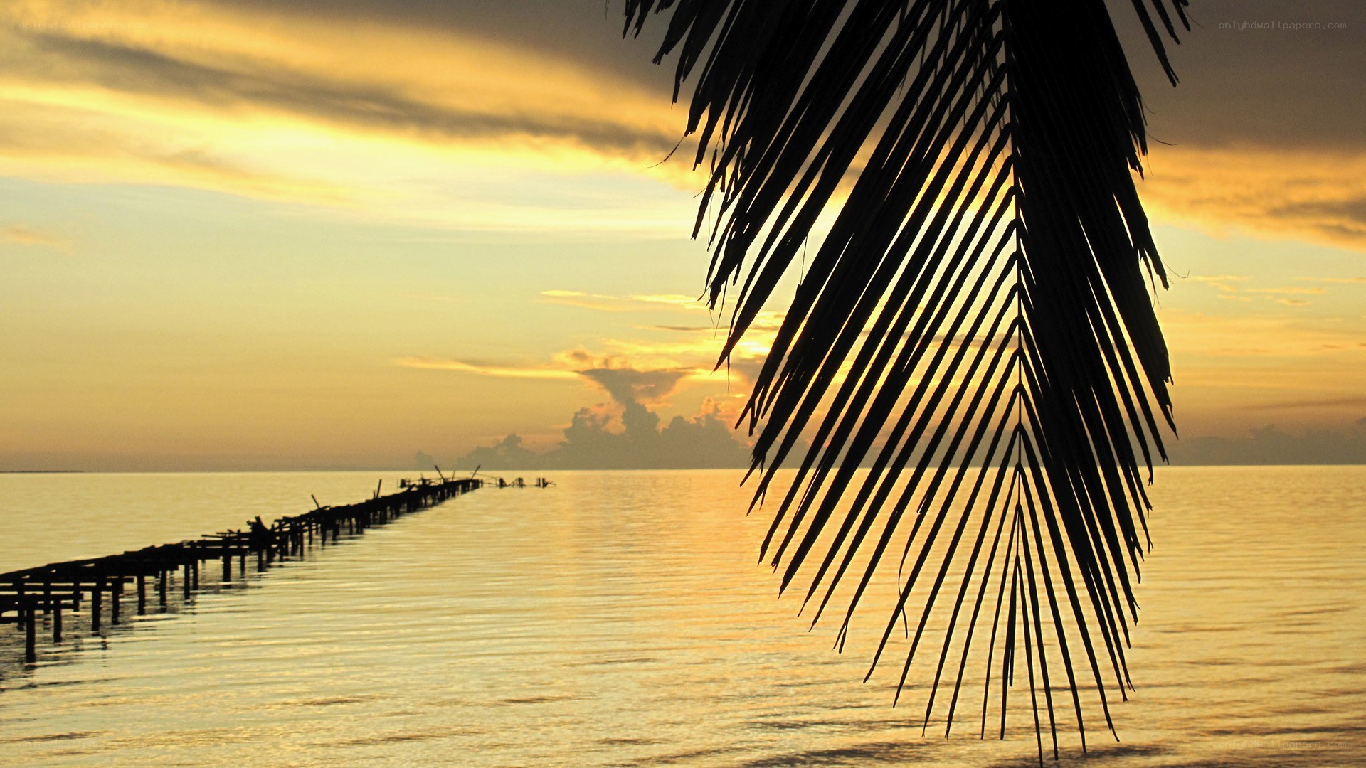 Palm leaf at sunset over water