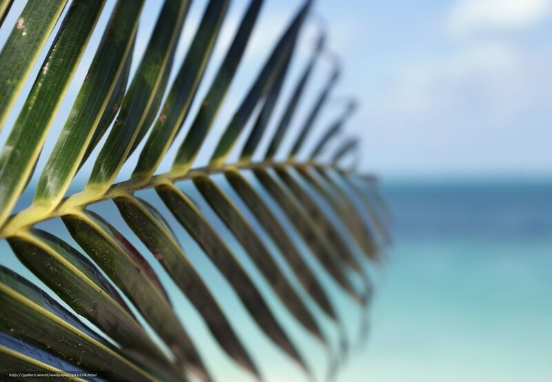 Palm leaf by the ocean