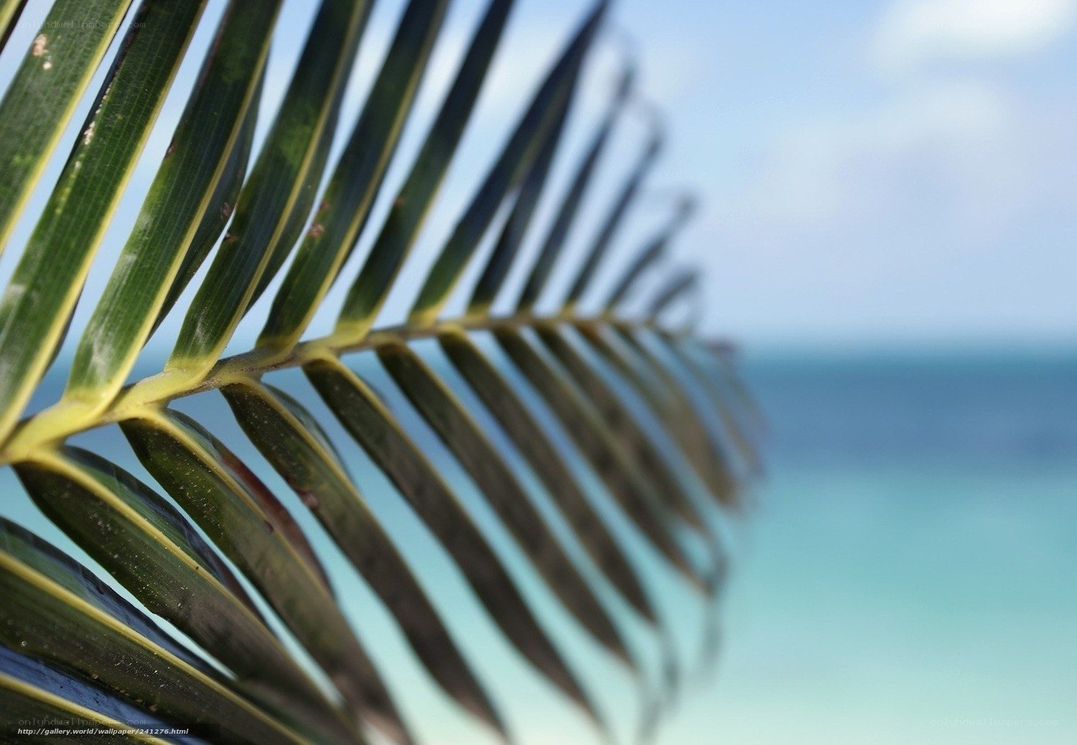 Palm leaf by the ocean