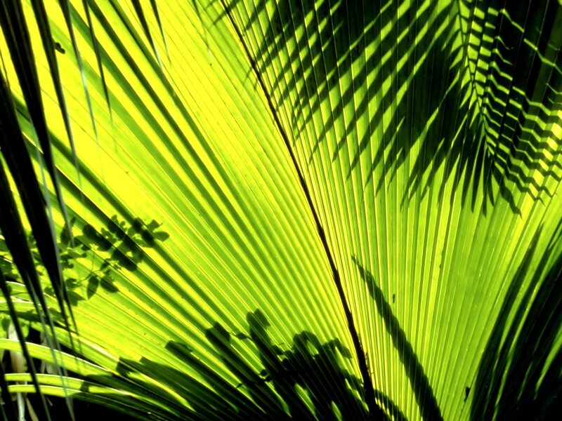 Palm Leaf in Sunlight — Green, Dramatic, Afternoon