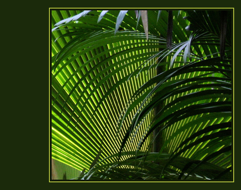 Palm Leaf in Sunlight — Green, Dramatic