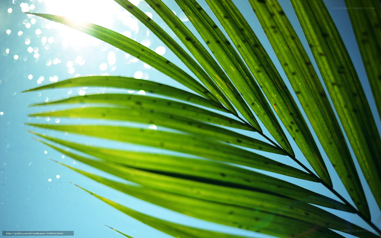 Palm leaf in sunlight