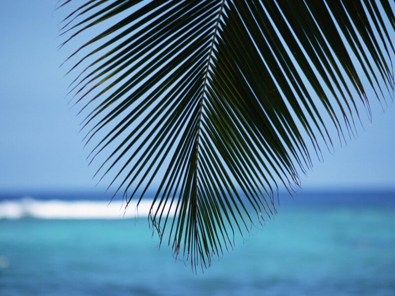 Palm leaf over ocean