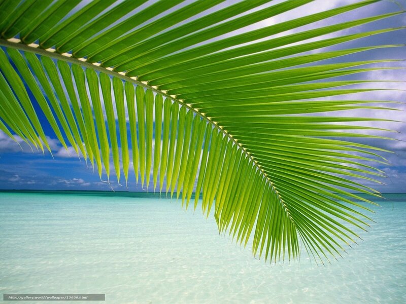 Palm leaf over tropical beach