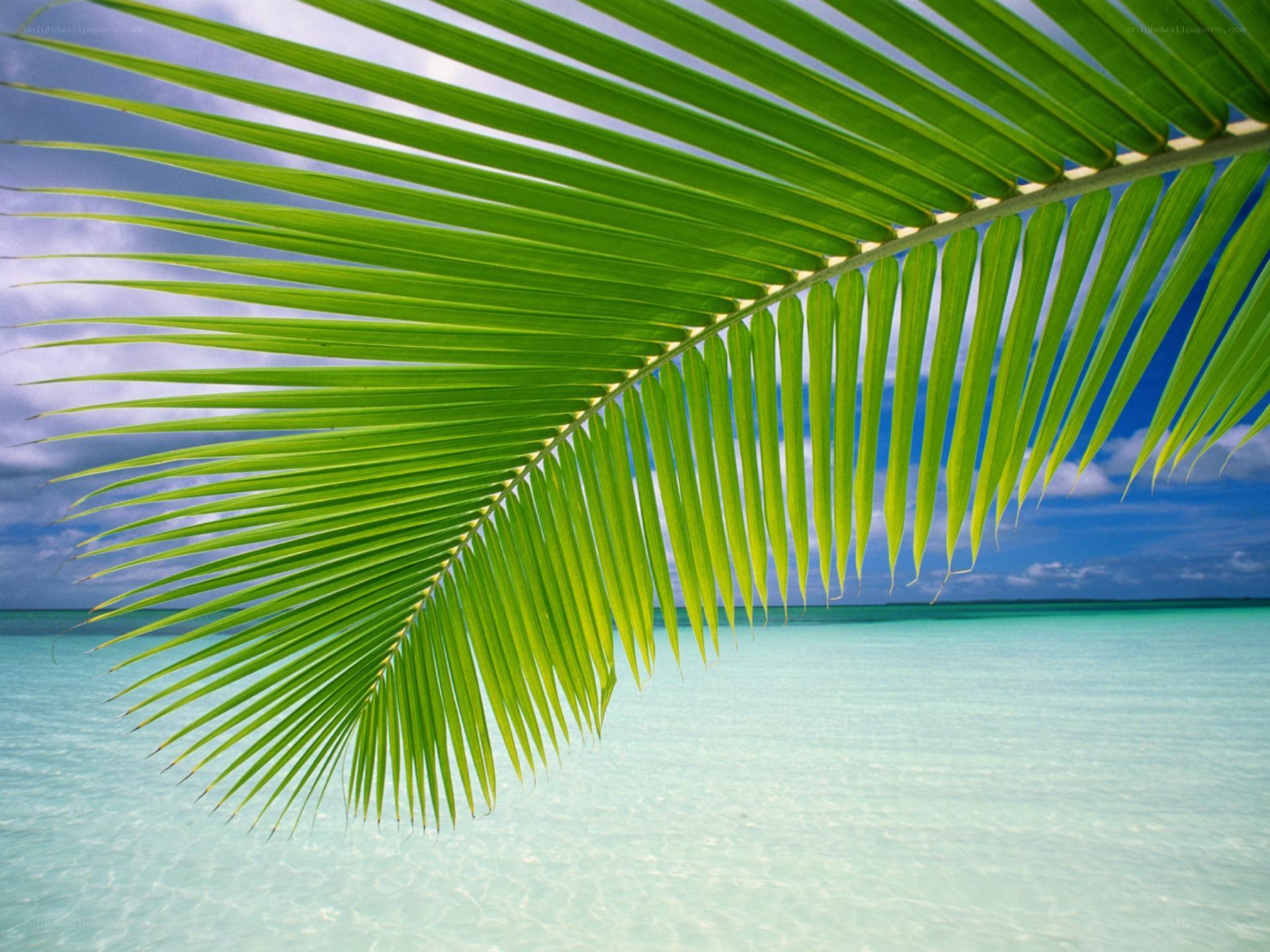 Palm leaf over turquoise water
