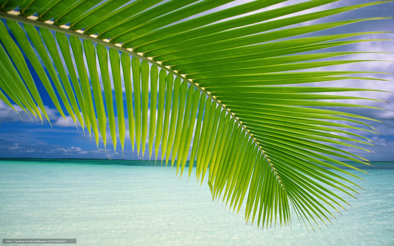 palm leaf over turquoise water