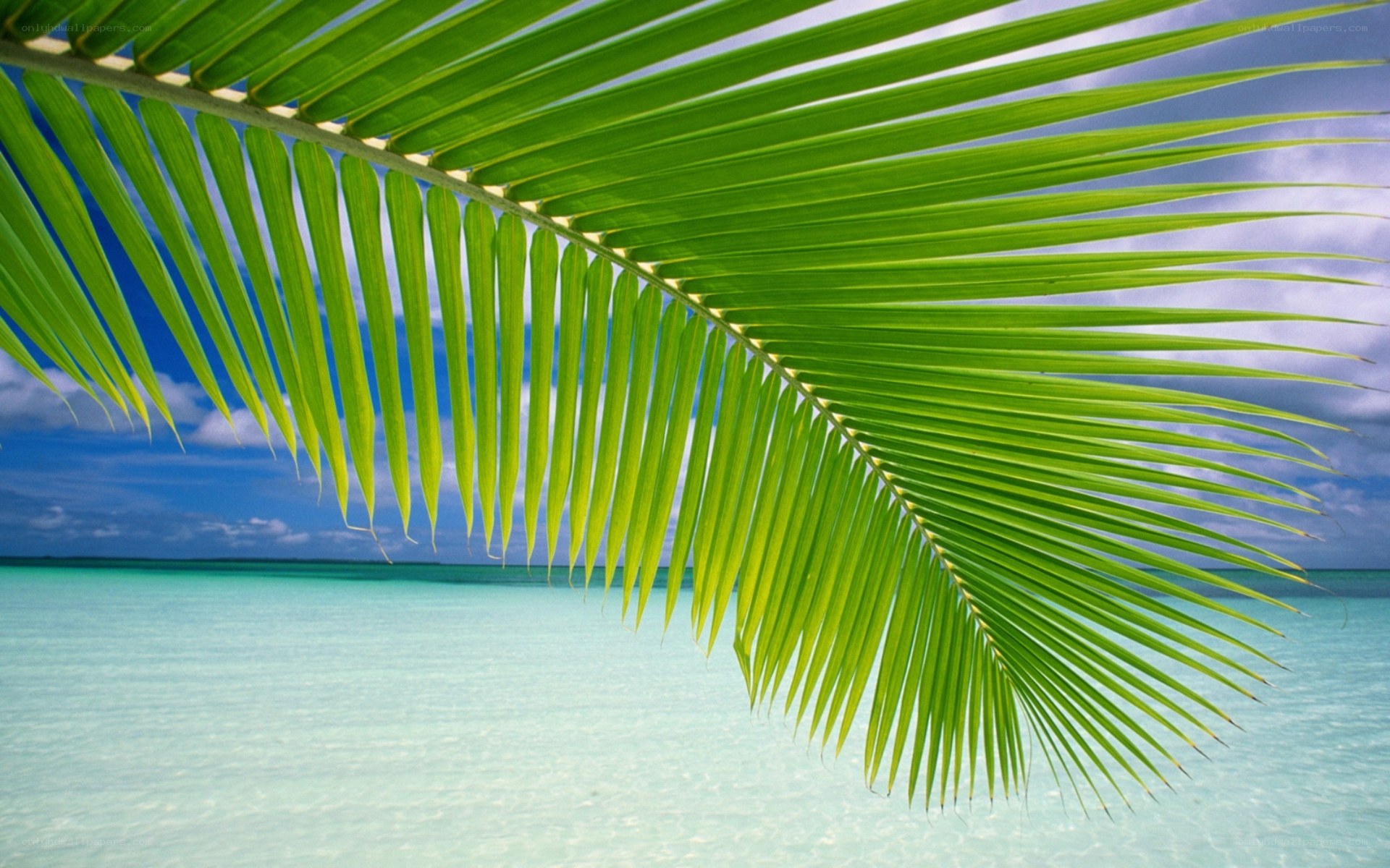 Palm leaf over turquoise water