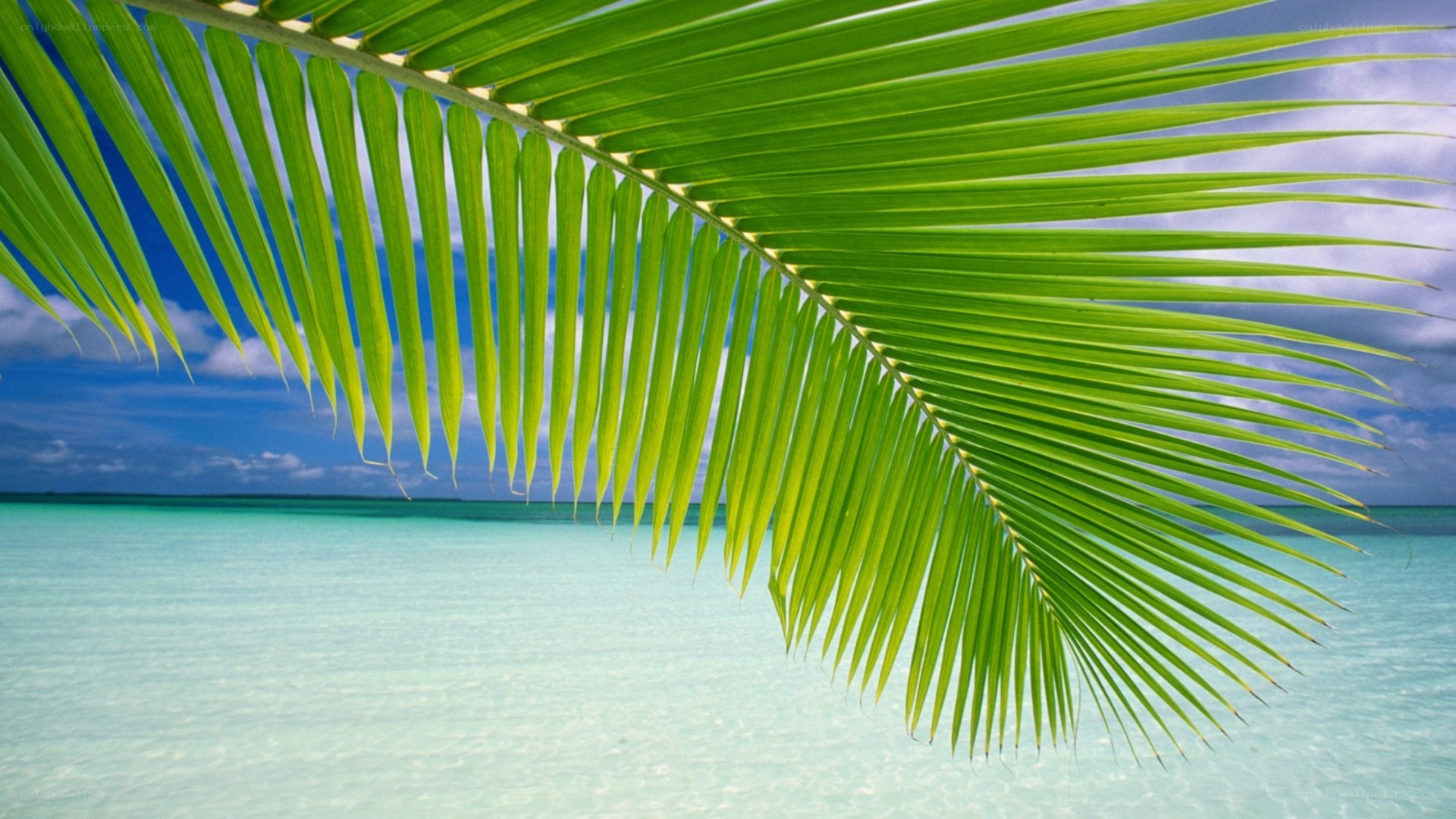 Palm leaf over turquoise water