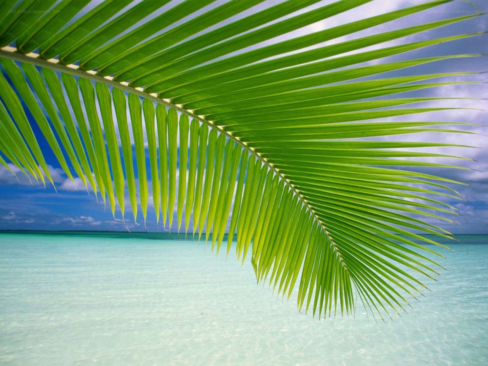 Palm leaf over turquoise water