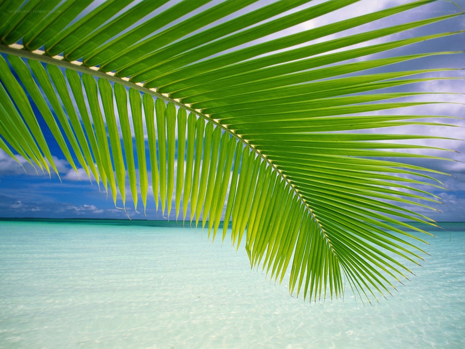Palm leaf over turquoise water