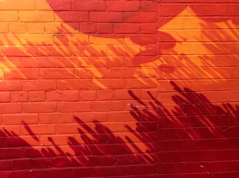 Palm Leaf Shadow on Wall