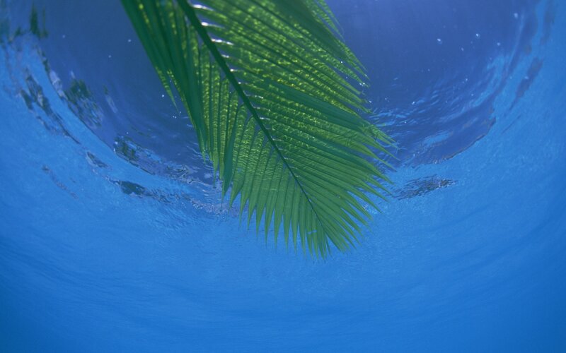 palm leaf under water