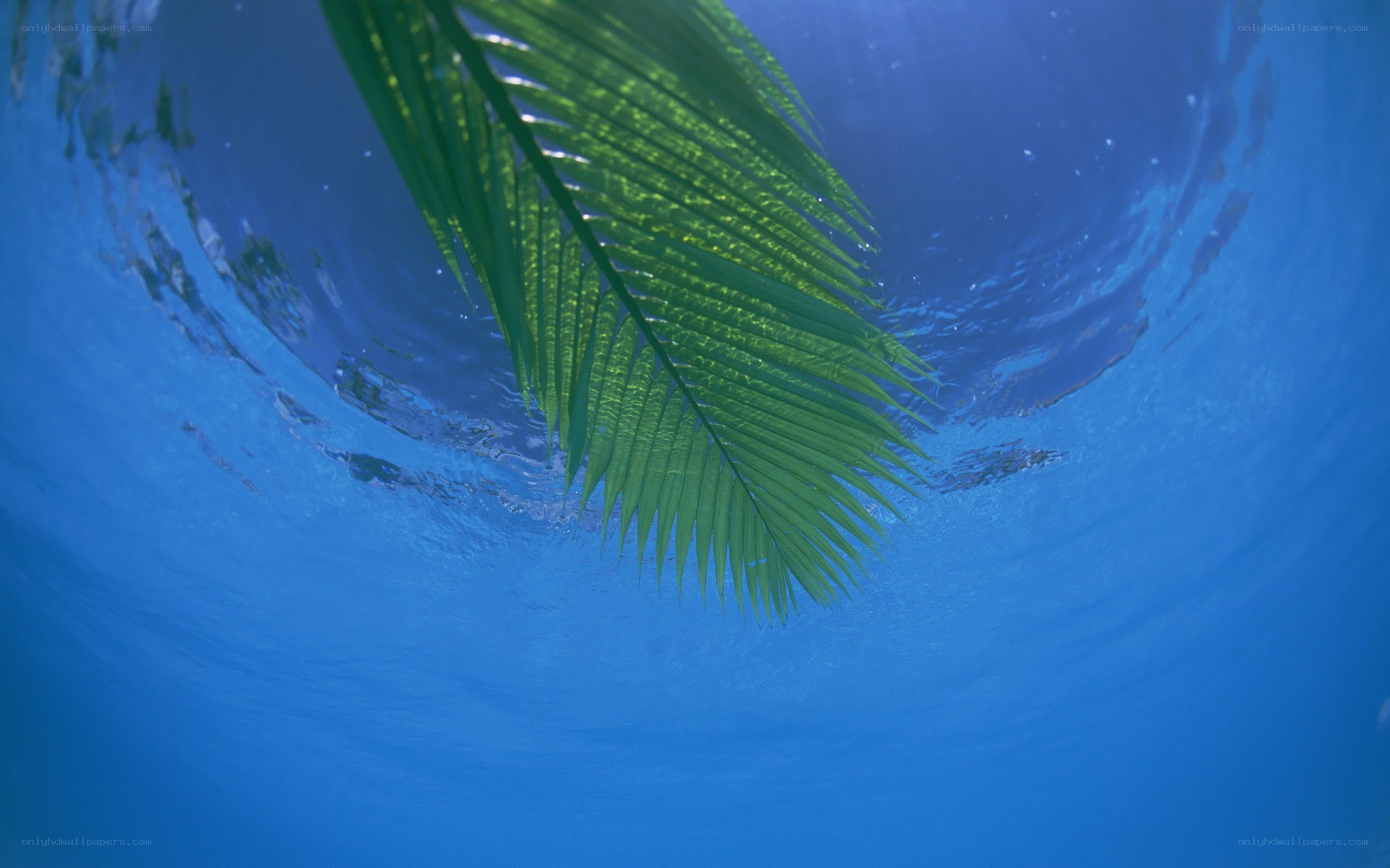 Palm leaf underwater view