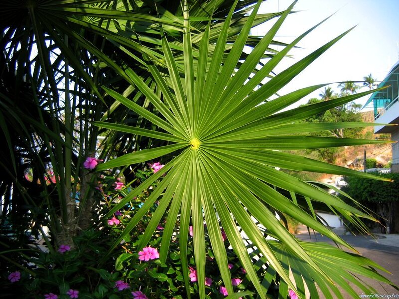 Palm leaf with pink flowers