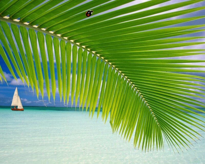 Palm leaf with sailboat