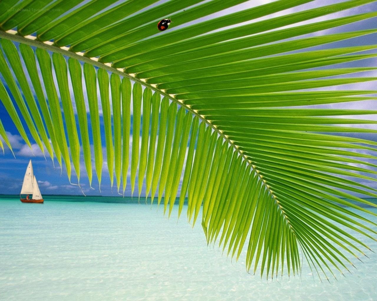 Palm leaf with sailboat