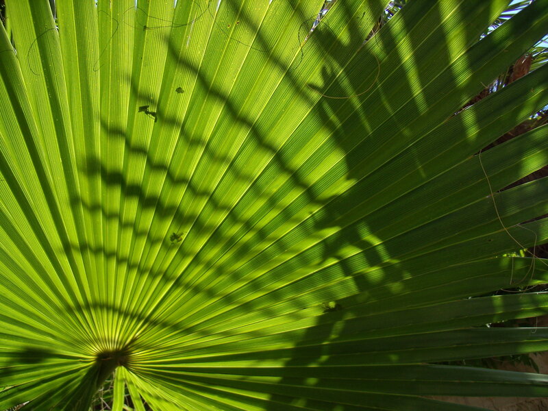 palm leaf with shadow pattern