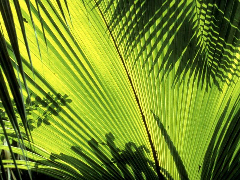 Palm Leaf with Shadows — Green, Serene
