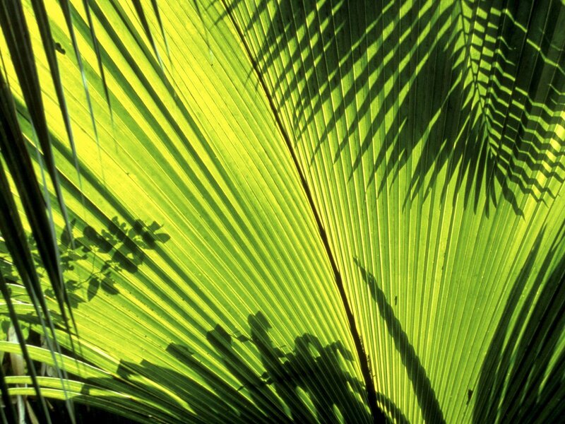 Palm Leaf with Shadows