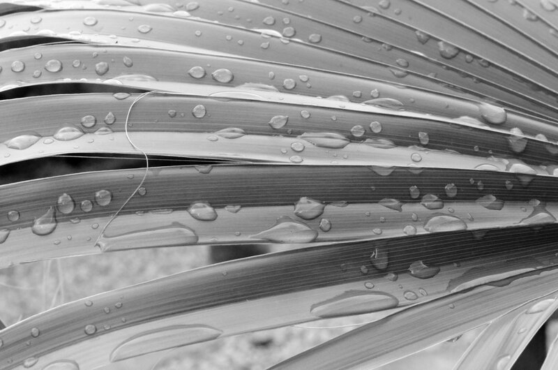 Palm Leaf with Water Droplets