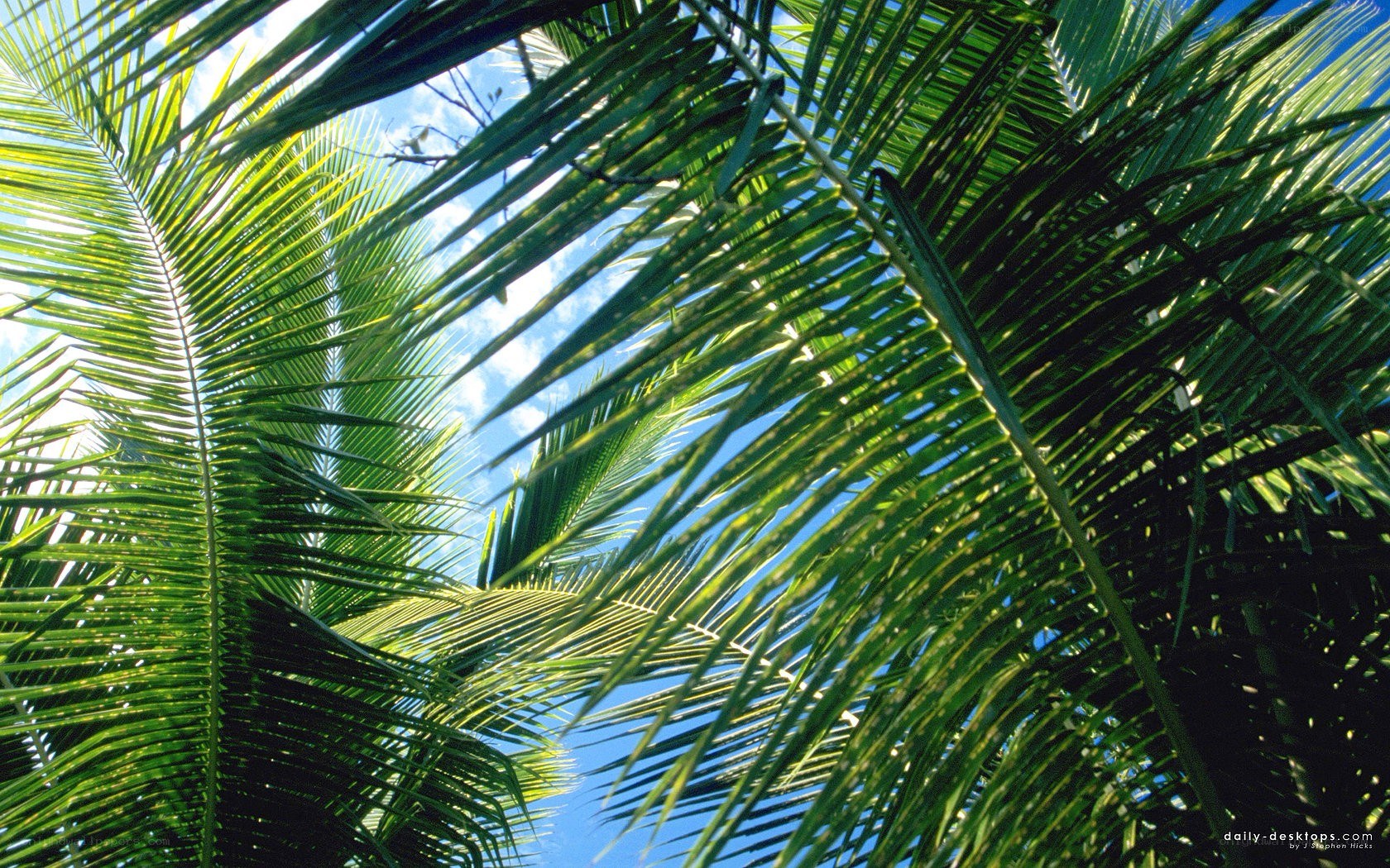 Palm leaves against blue sky