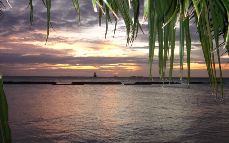 Palm leaves frame a sunset over the sea