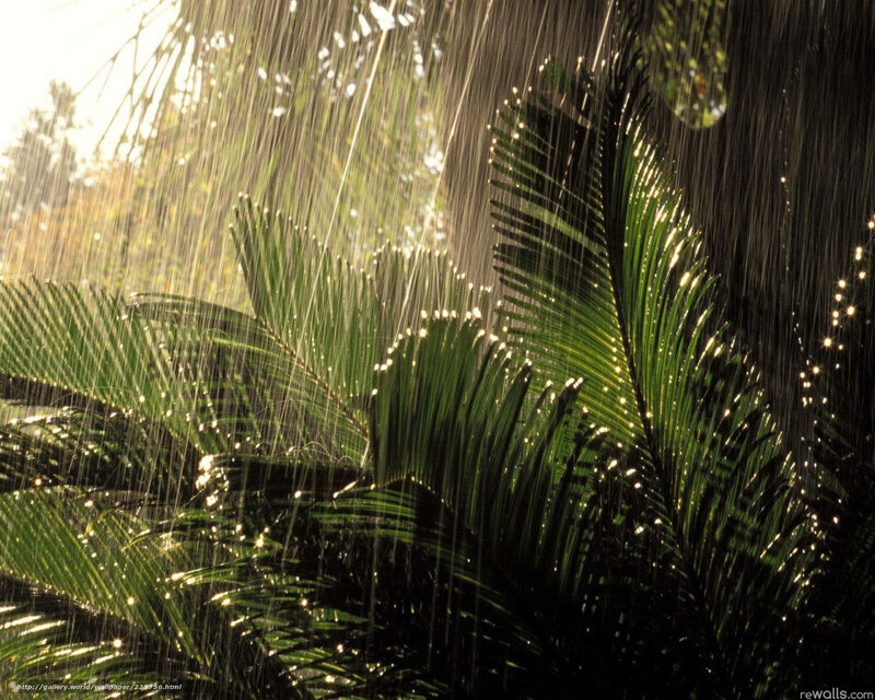 Palm Leaves in Rain — Green