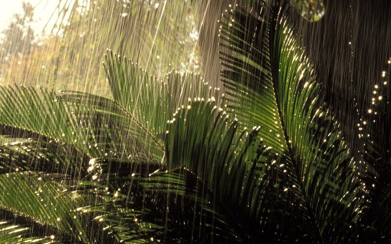 Palm Leaves in Rain