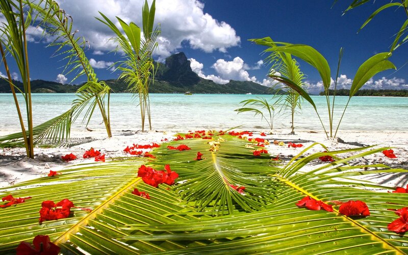 Palm Leaves on Beach
