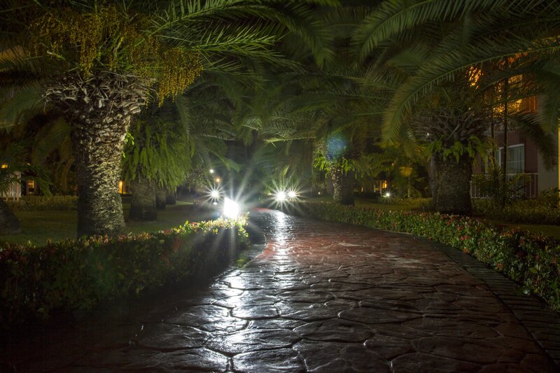 Palm-lined path at night