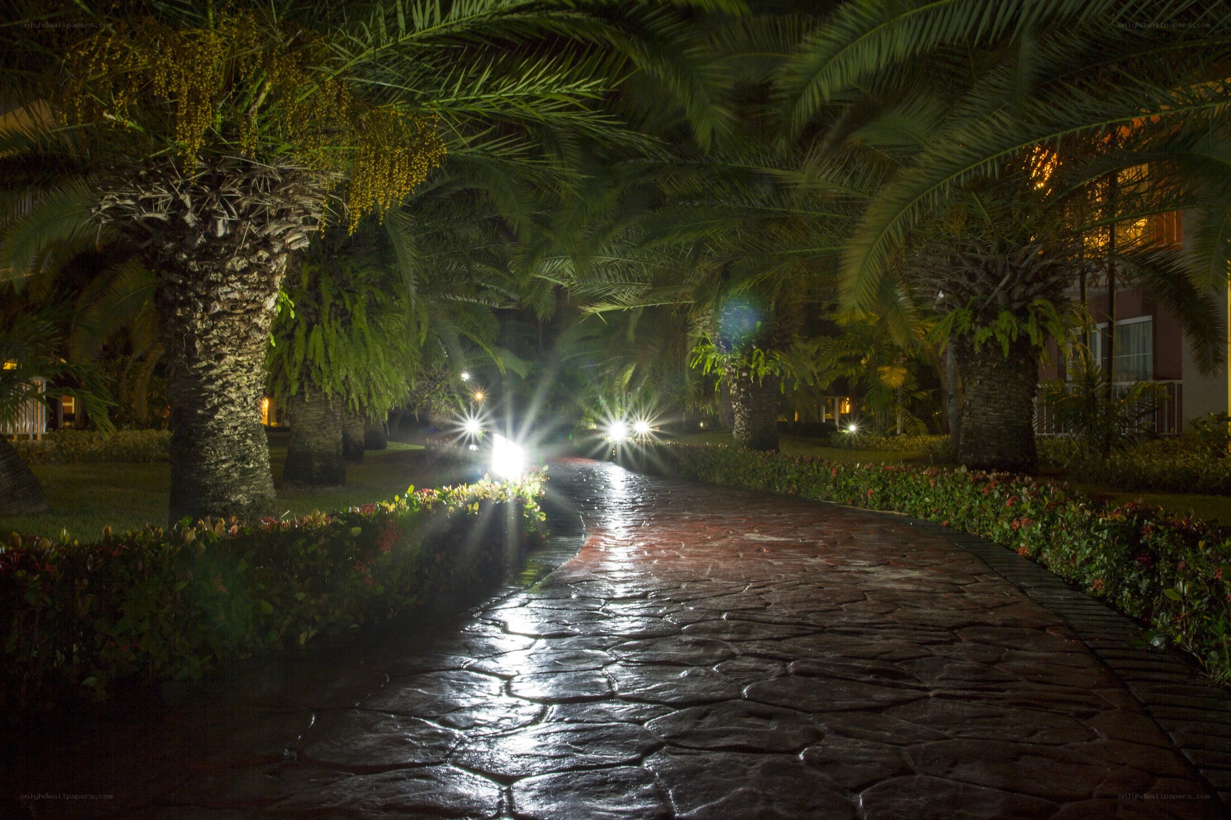 Palm-lined path at night
