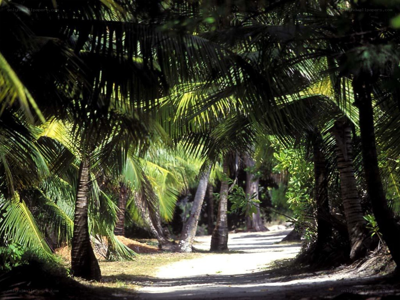 Palm-lined path in tropical forest