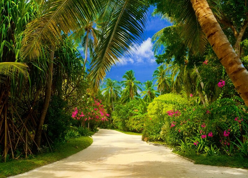 Palm-lined Path